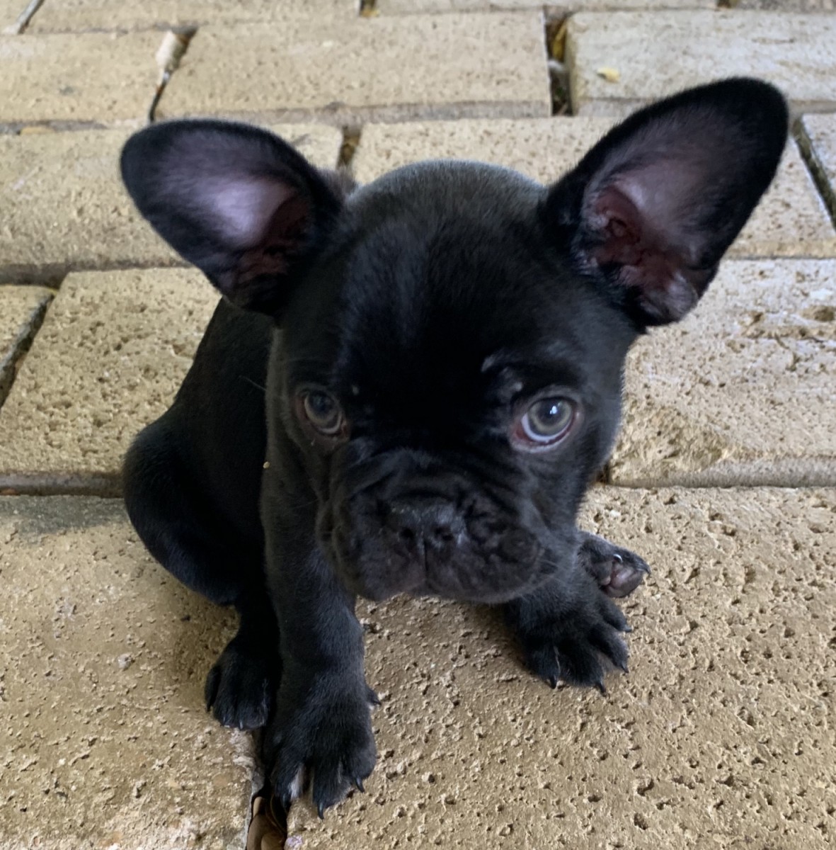 French Bulldog For Sale in Hawaii (38) Petzlover