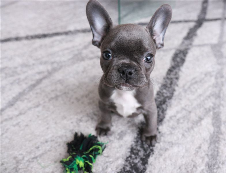 79+ French Bulldog Puppies For Sale In Michigan