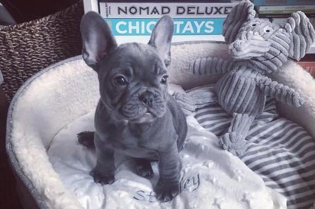 French Bulldog Puppies For Sale Austin, TX 305558