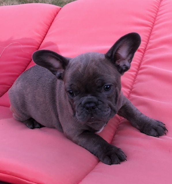 French Bulldog Puppies For Sale China Township, MI 306111
