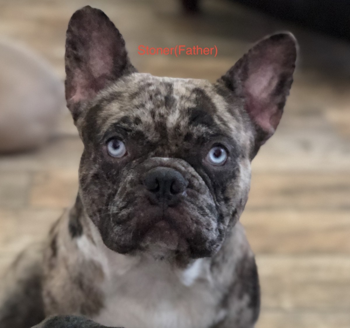 French Bulldog Puppies For Sale Houston, TX 311306