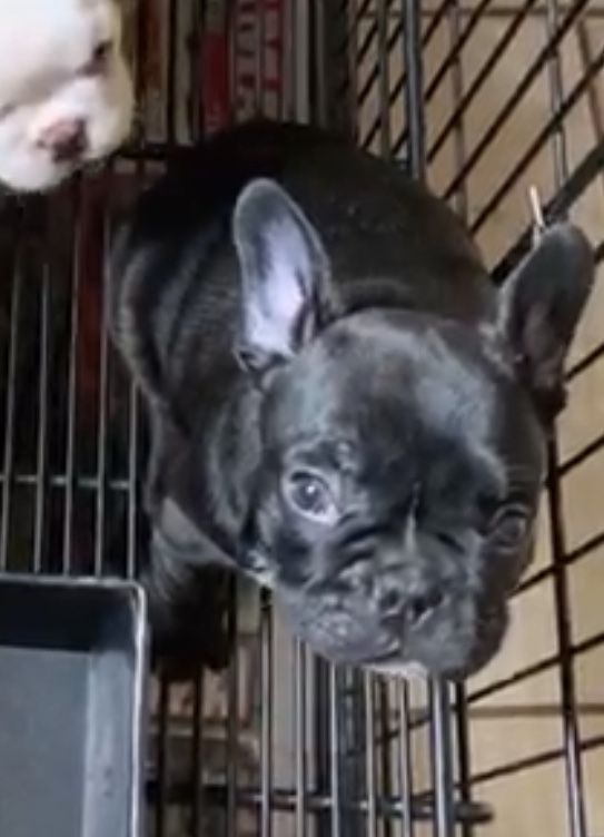 Page 2 - French Bulldog For Sale in El Paso County (46)