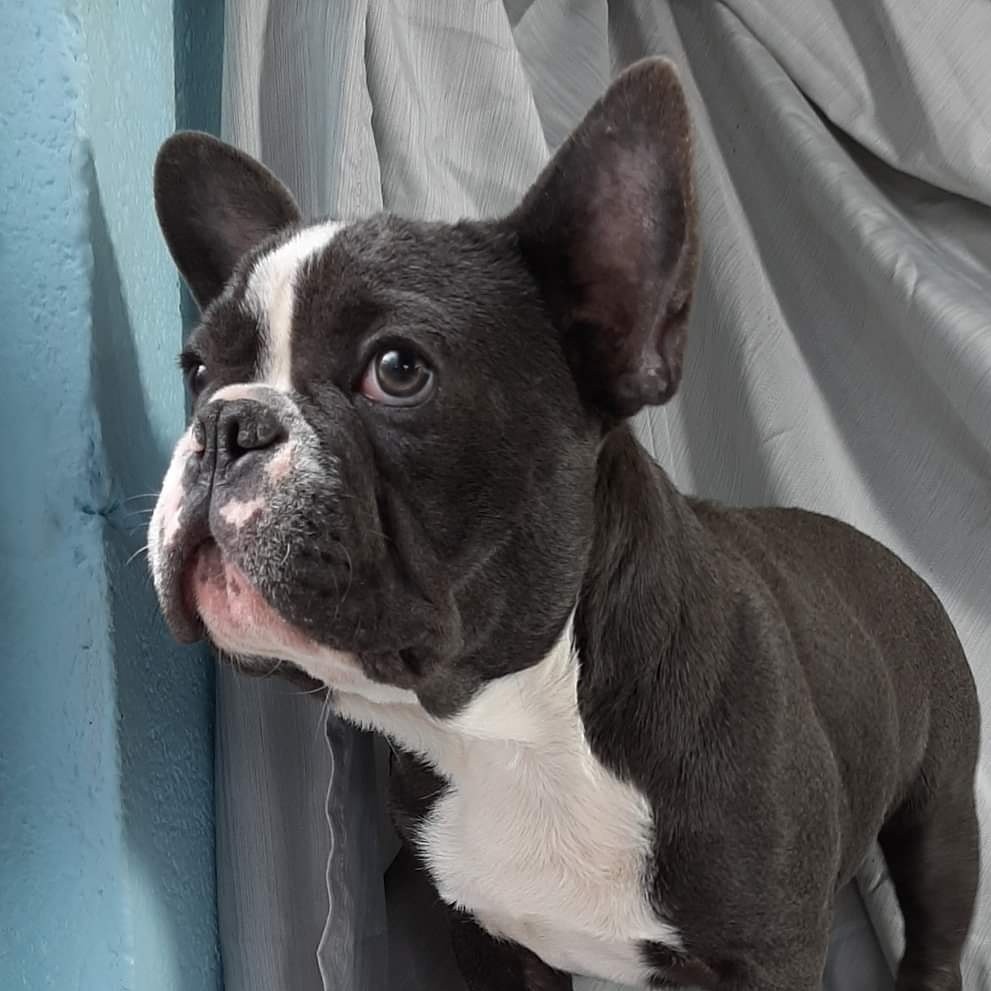 French Bulldog Puppies For Sale Prince Frederick, MD 315763