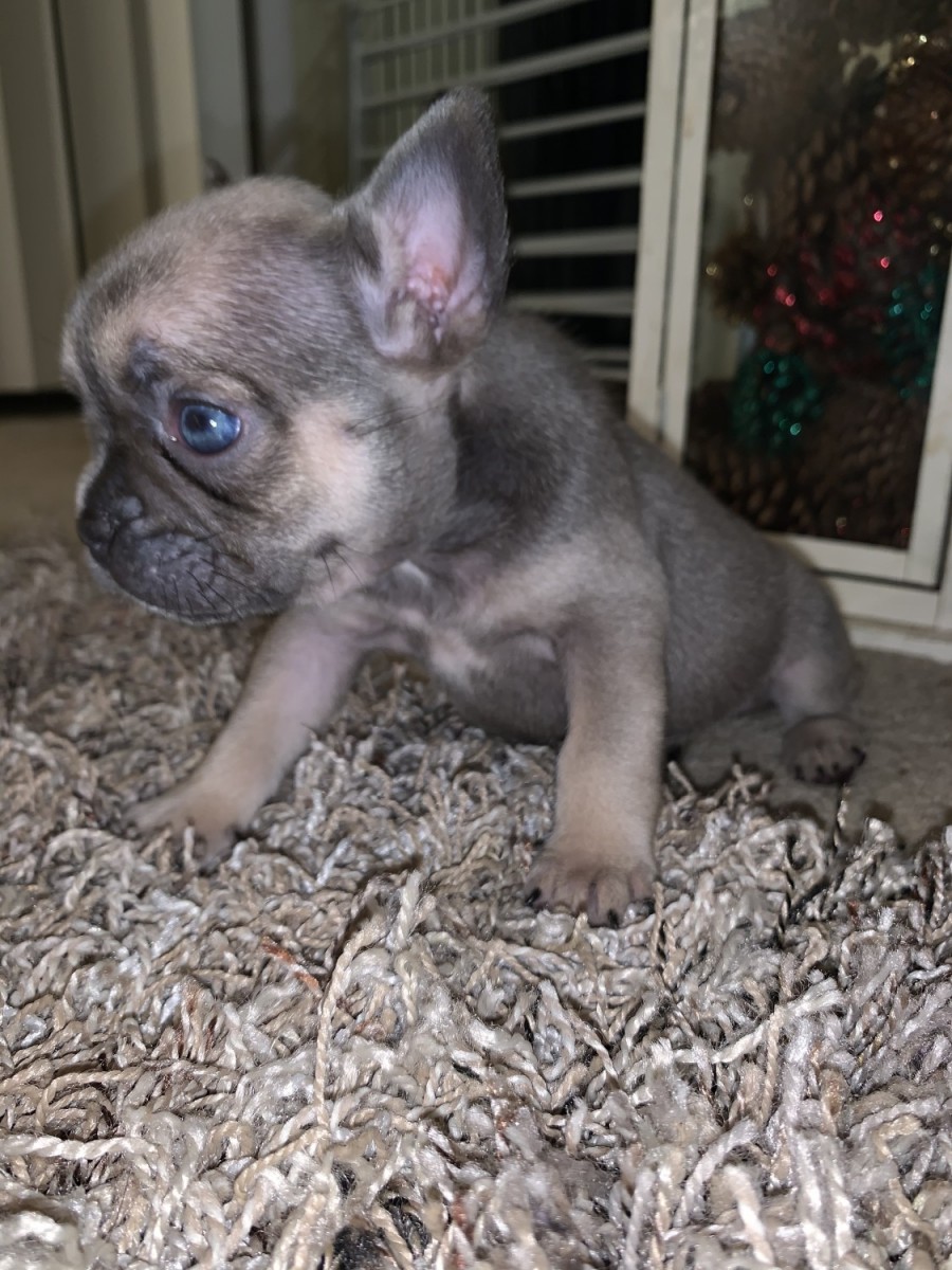 French Bulldog Puppies For Sale East Haven, CT 316638