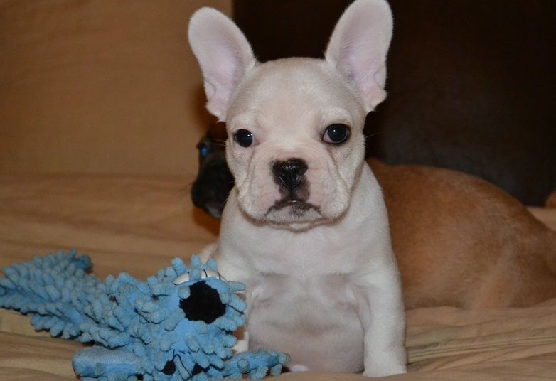 French Bulldog Puppies For Sale | Holland, MI #321287