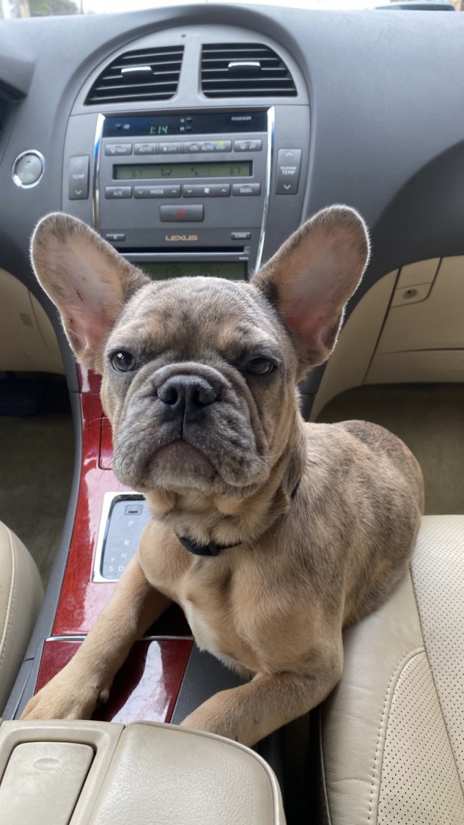 French Bulldog Puppies For Sale Houston, TX 323289