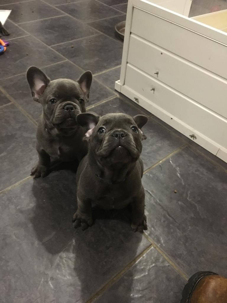 French Bulldog Puppies For Sale Indianapolis, IN 324009