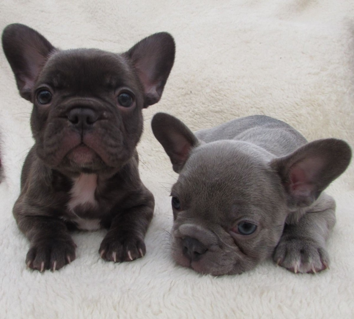 French Bulldog Puppies For Sale Austin, TX 326594