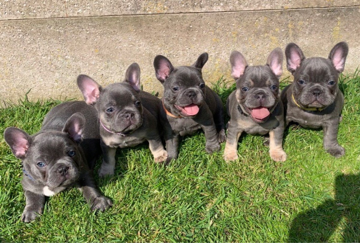 French Bulldog Puppies For Sale Nashville, TN 327627