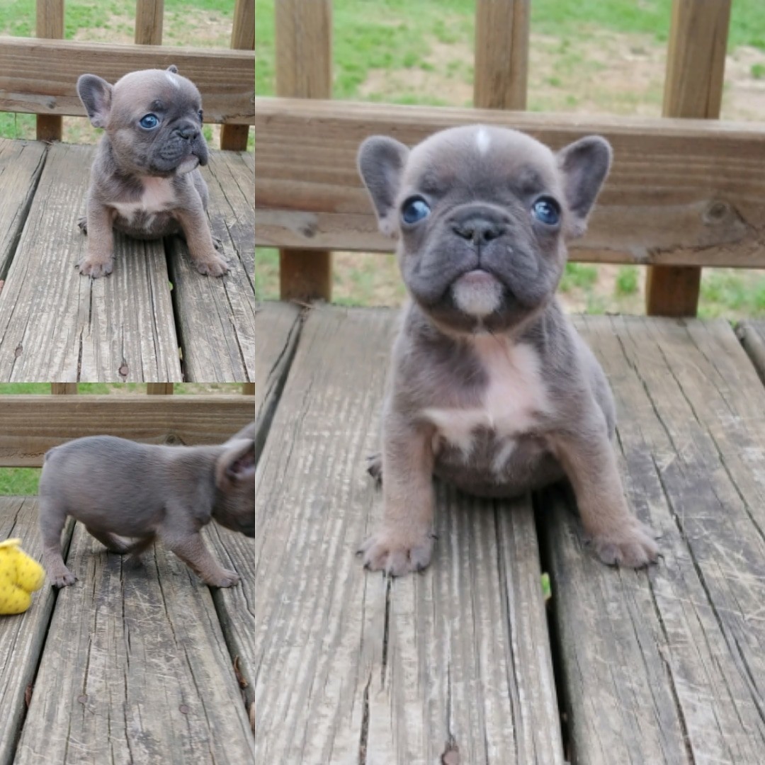 French Bulldog Puppies For Sale Tuscaloosa, AL 328209