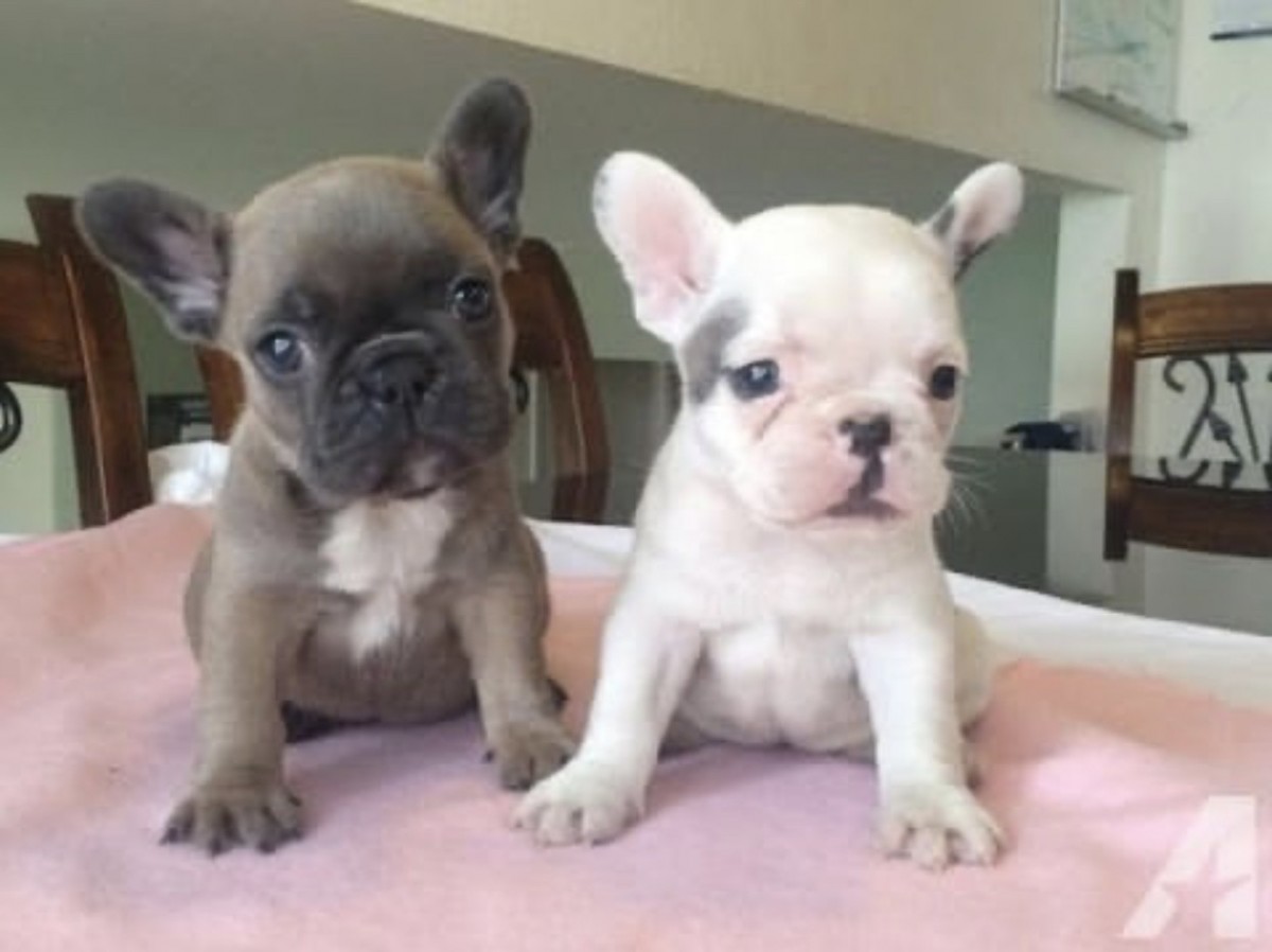 French Bulldog Puppies For Sale Alexandria, VA 328505