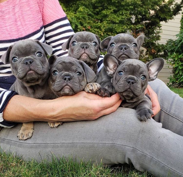 French Bulldog Puppies For Sale San Diego, CA 328608