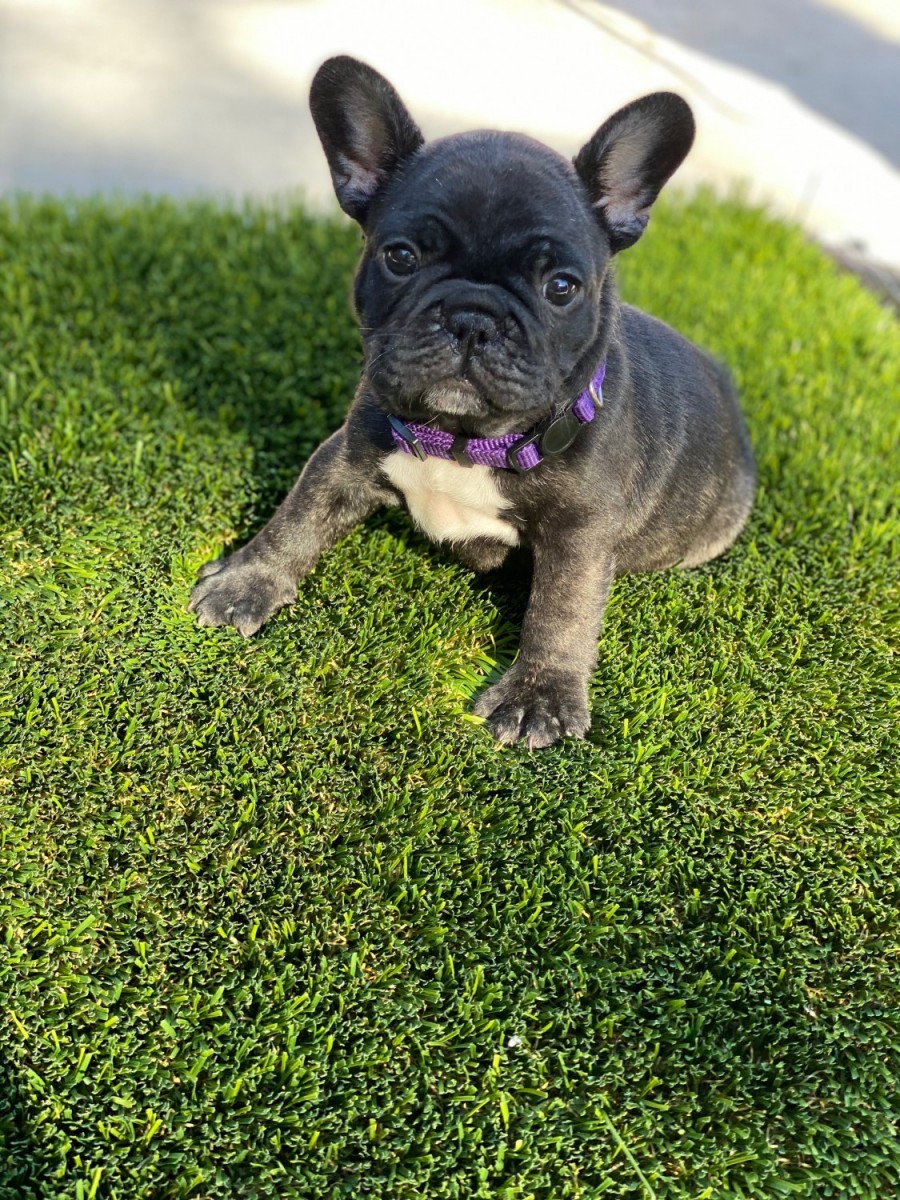 French Bulldog Puppies For Sale Palm Desert, CA 331721