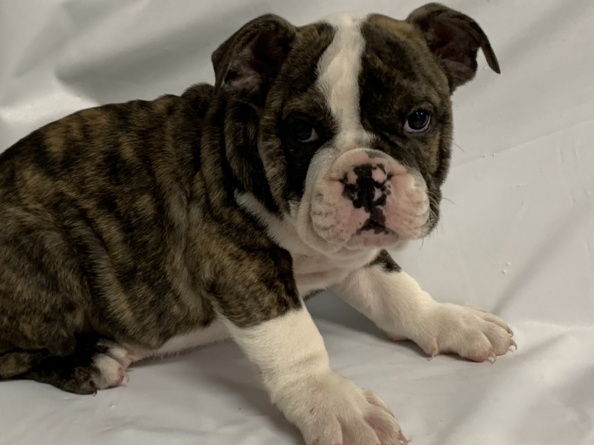 French Bulldog Puppies For Sale Irvine, CA 328872