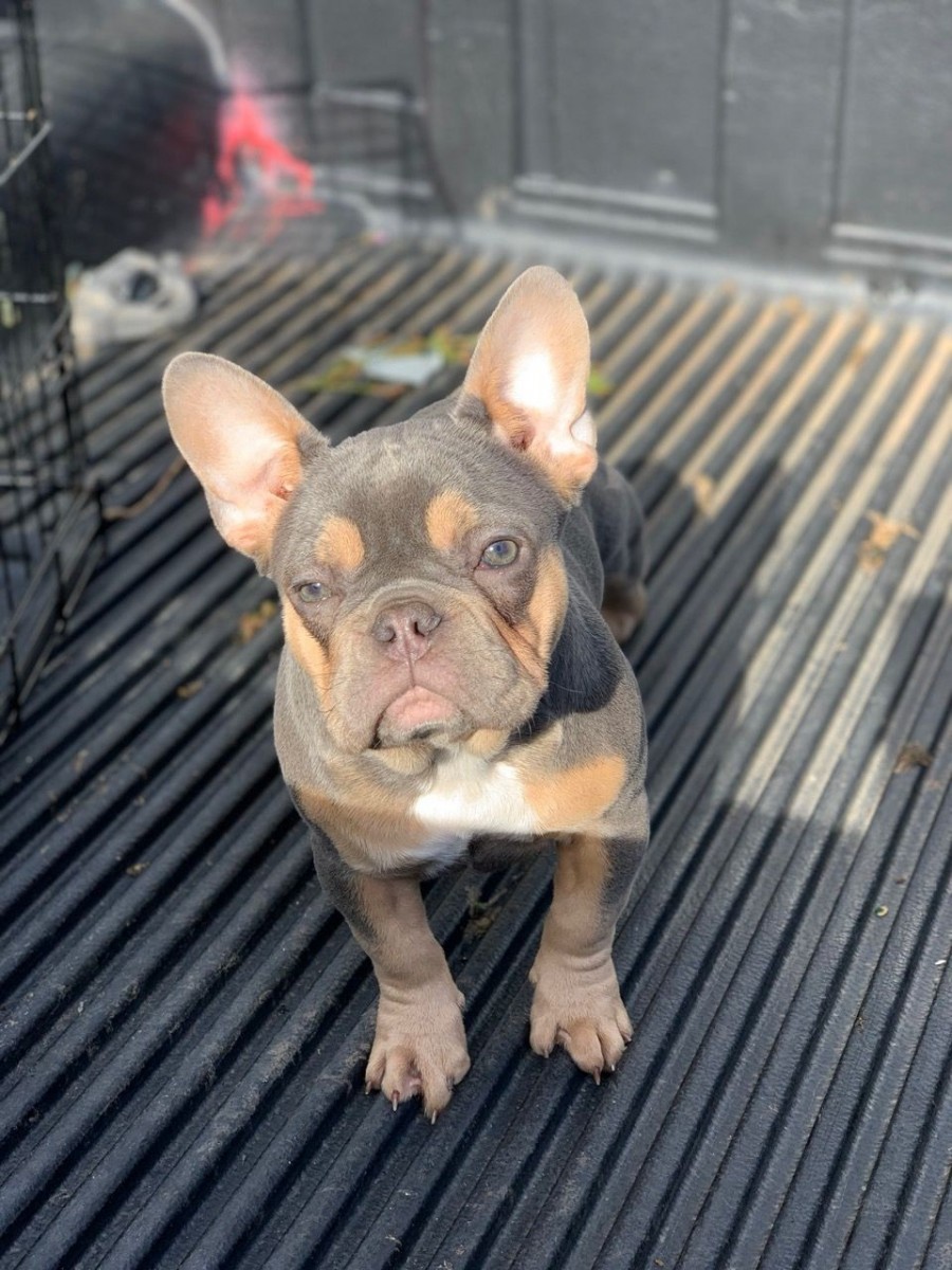 French Bulldog For Sale in New Mexico (51) Petzlover