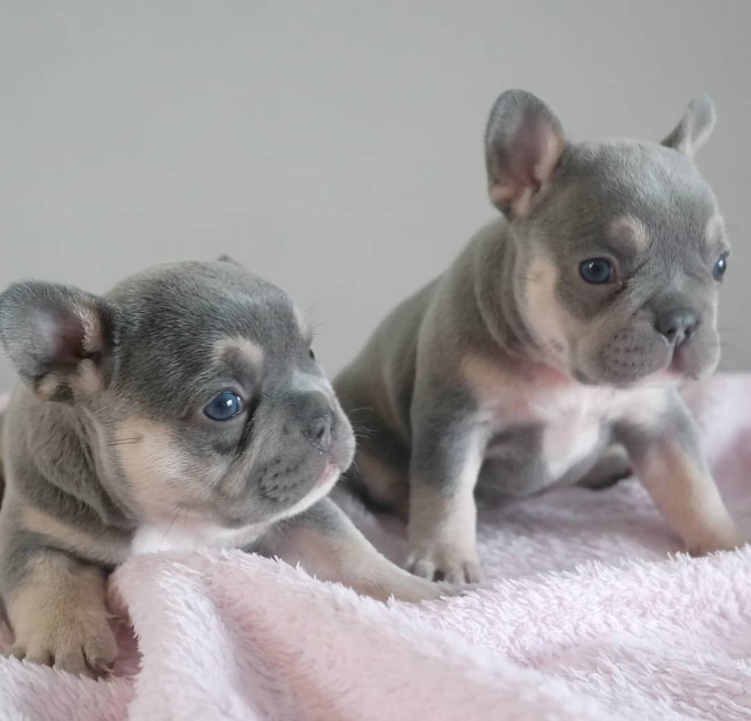 French Bulldog Puppies For Sale Florida karpedesigns