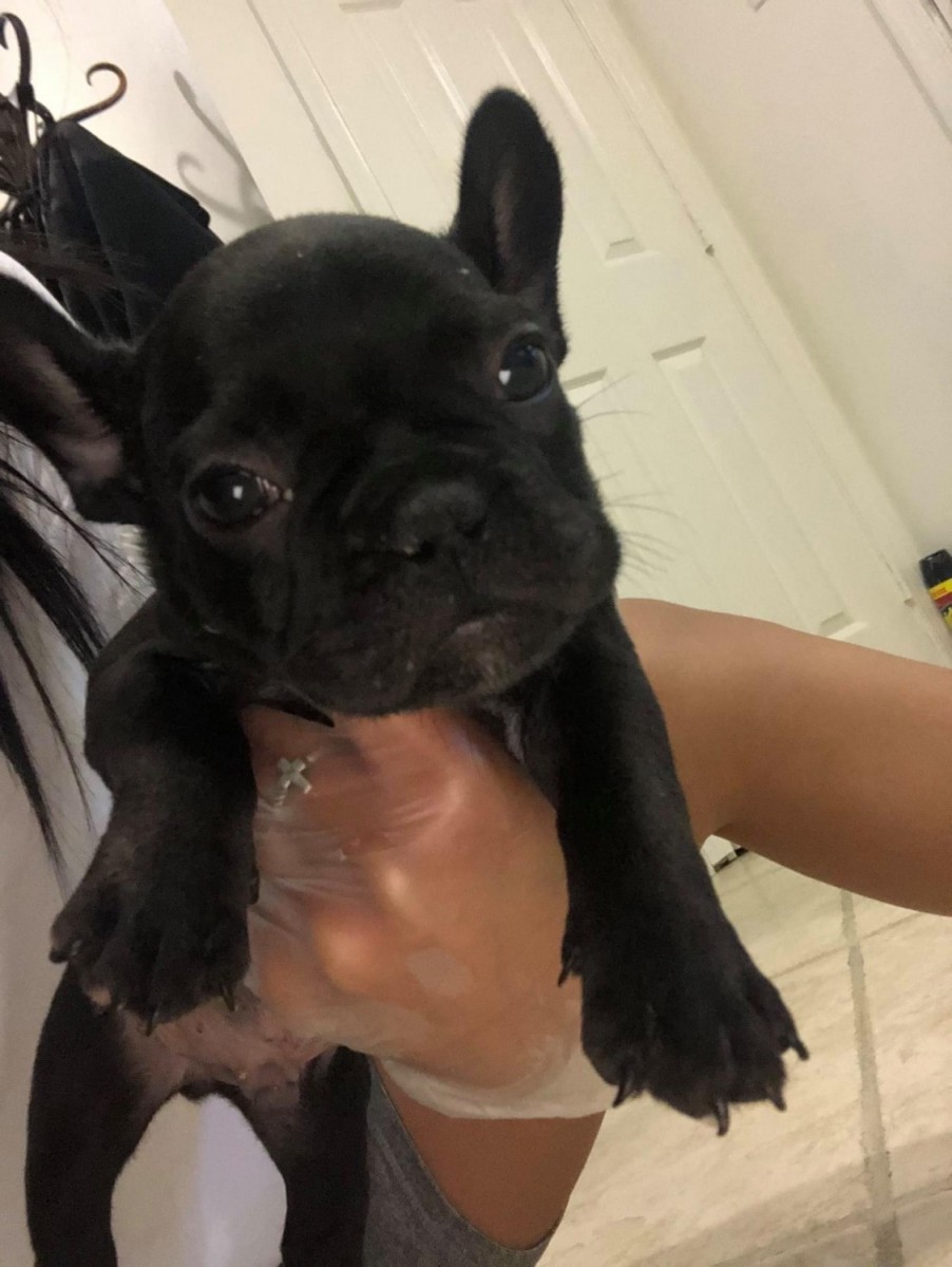 French Bulldog Puppies For Sale Houston, TX 333006