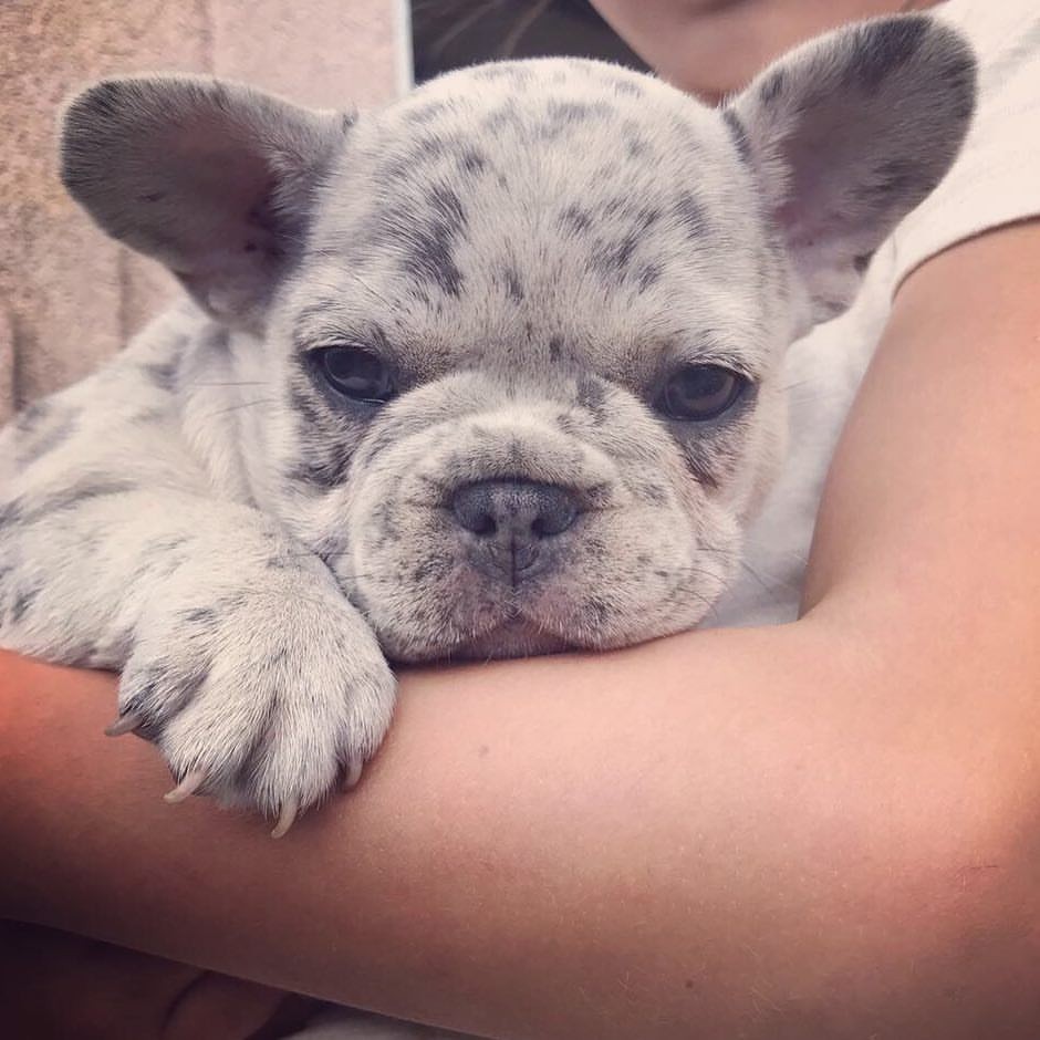 Mini French Bulldog Puppies For Sale Florida / French