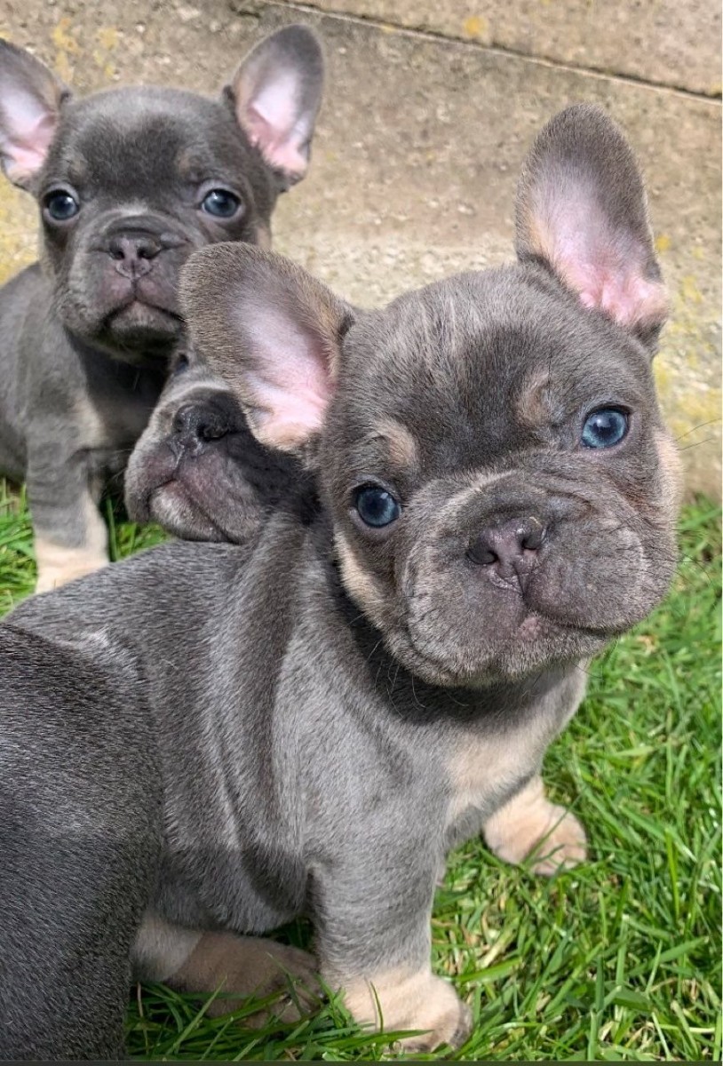 French Bulldog Puppies For Sale Nashville, TN 334901