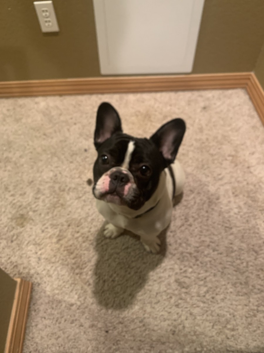 French Bulldog Puppies For Sale Fayetteville, AR 334996