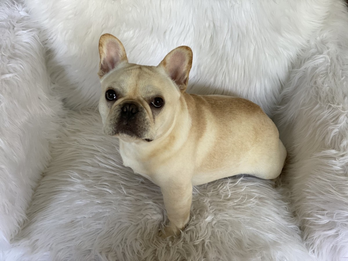 French Bulldog Puppies For Sale Federal Way, WA 337527
