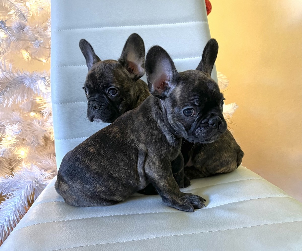 French Bulldog Puppies For Sale San Diego, CA 343964