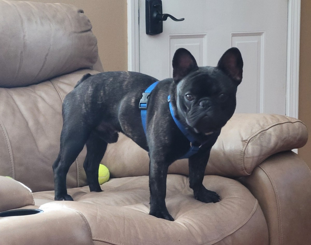 French Bulldog Puppies For Sale Little Rock, AR 256440