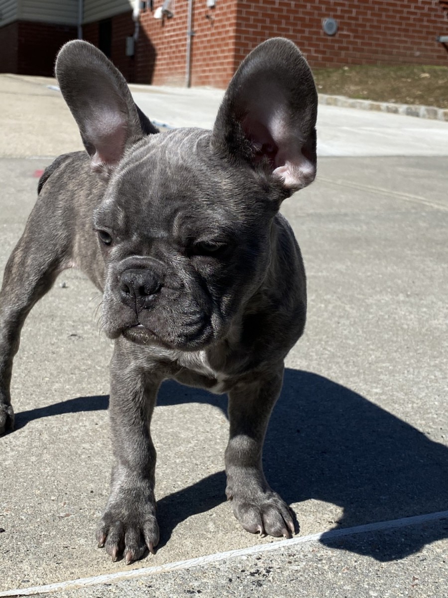French Bulldog Puppies For Sale Downtown, CT 253381