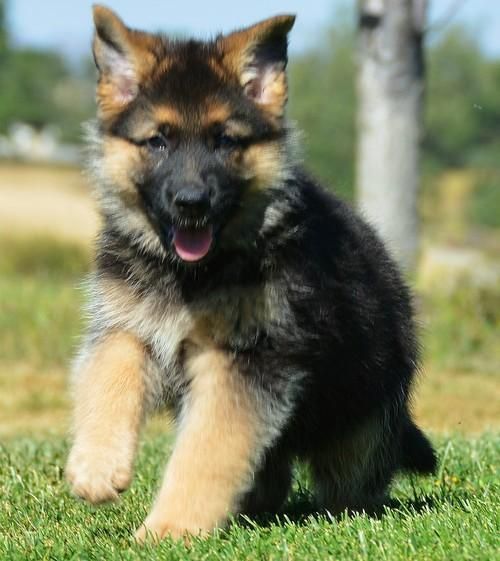 German Shepherd Puppies For Sale | Rochester, NY #131904