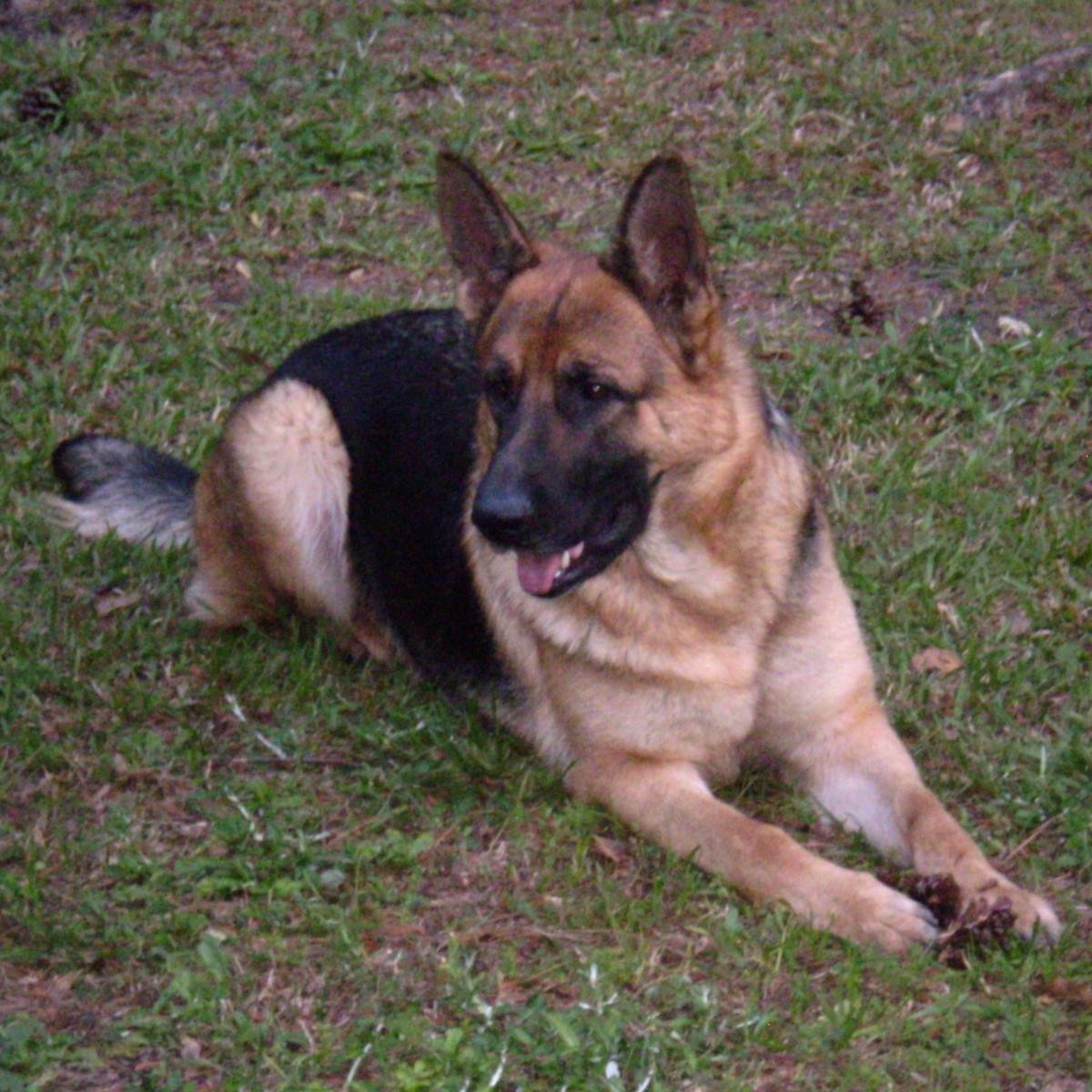 "German Shepherd" Puppies For Sale | Augusta, GA #141707