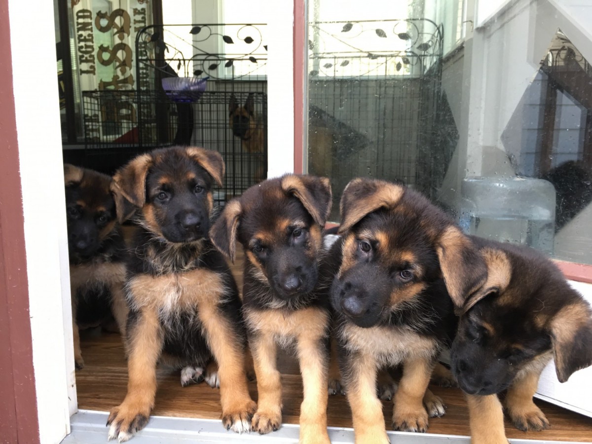 German Shepherd Puppies For Sale Raleigh, NC 228543