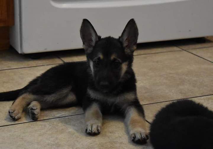 German Shepherd Puppies For Sale | Phoenix, AZ #307719