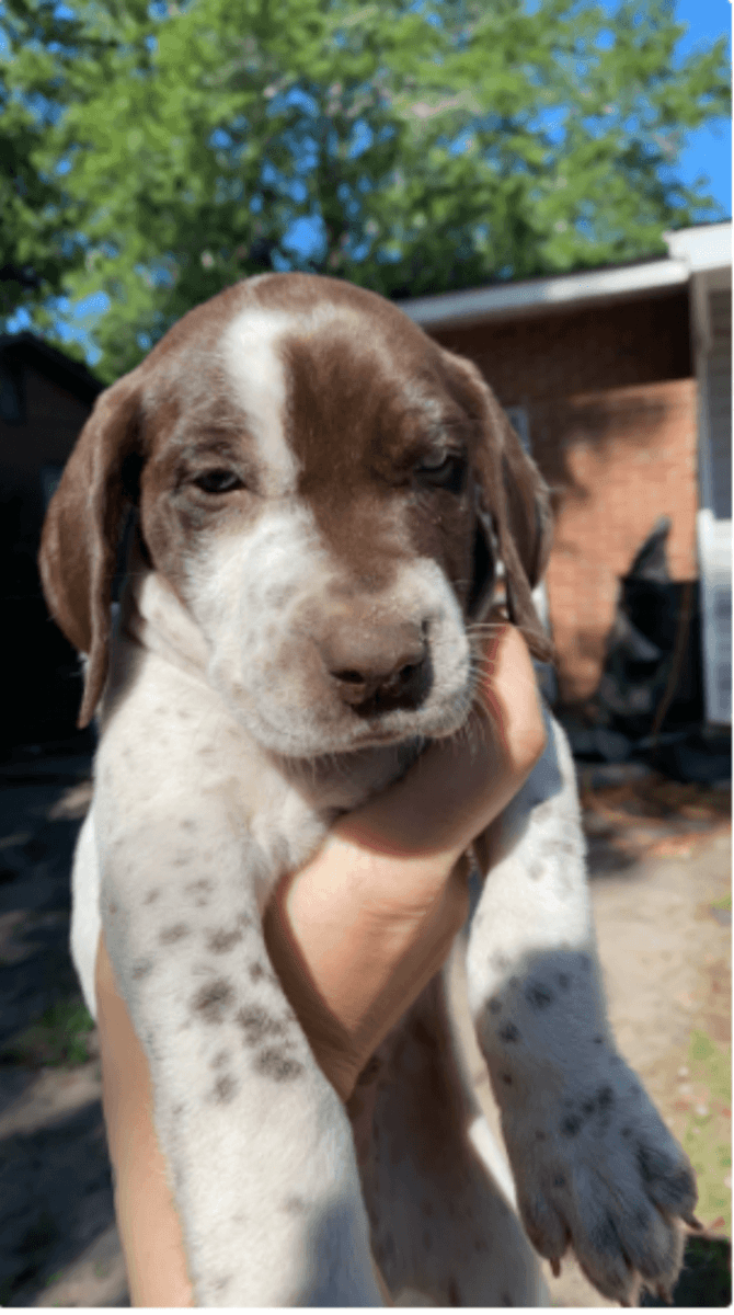 German Shorthaired Pointer For Sale in Johnson County (1)