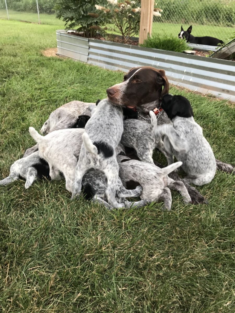 German Wirehaired Pointer Puppies For Sale | Superior, WI #451318