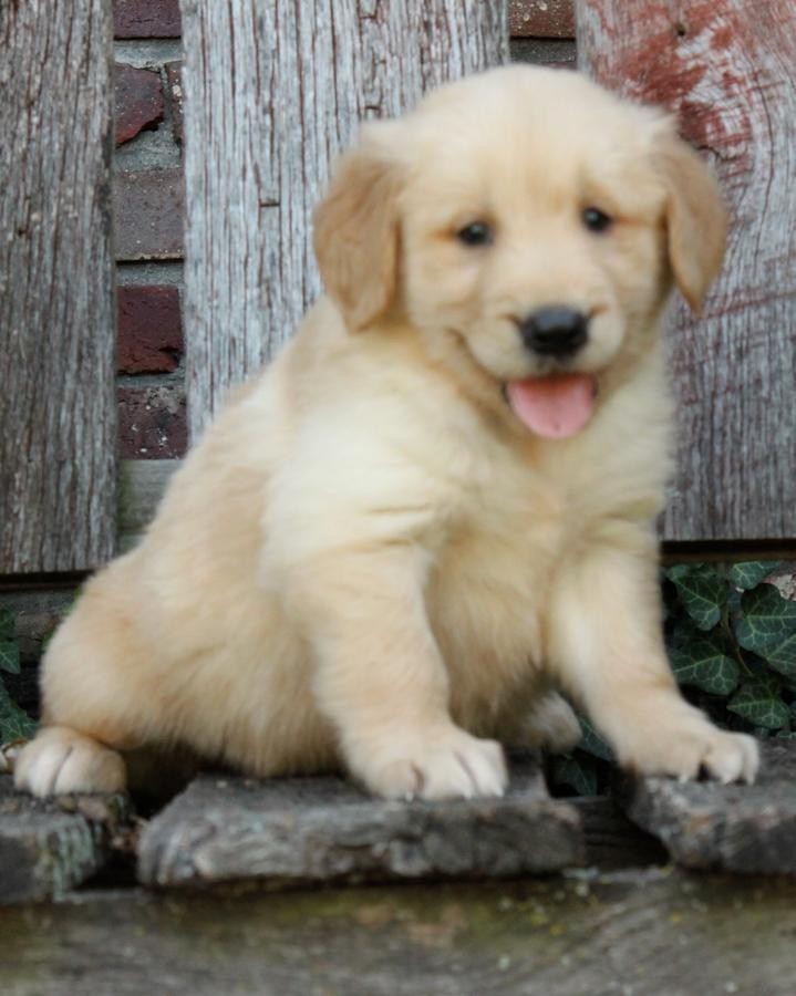 Golden Retriever Puppies For Sale | Spokane, WA #157167