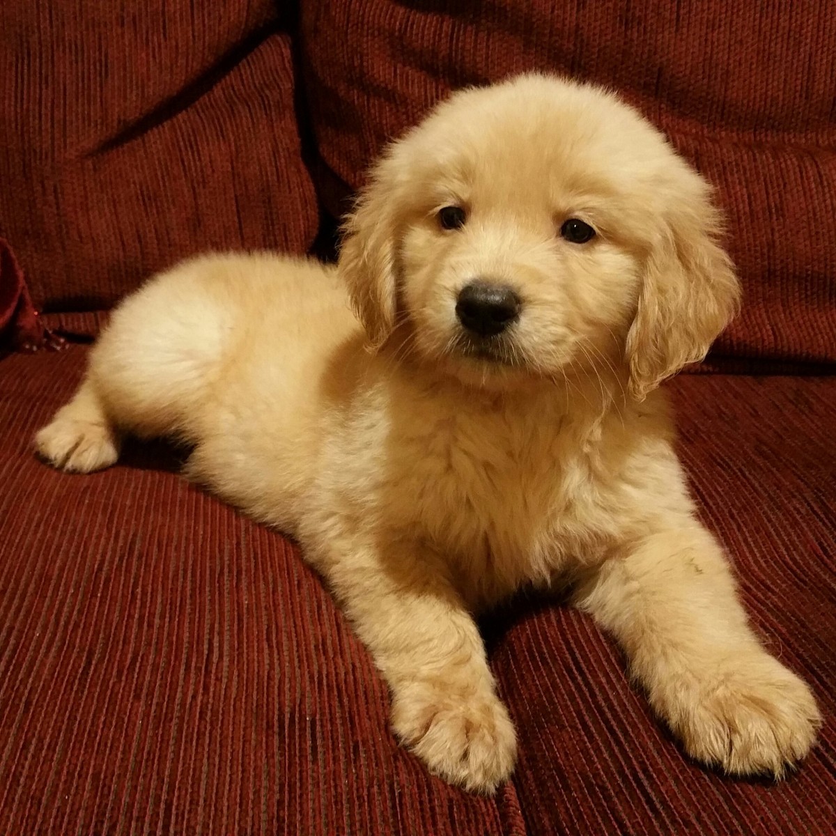 Golden Retriever Puppies For Sale | Pensacola, FL #164697