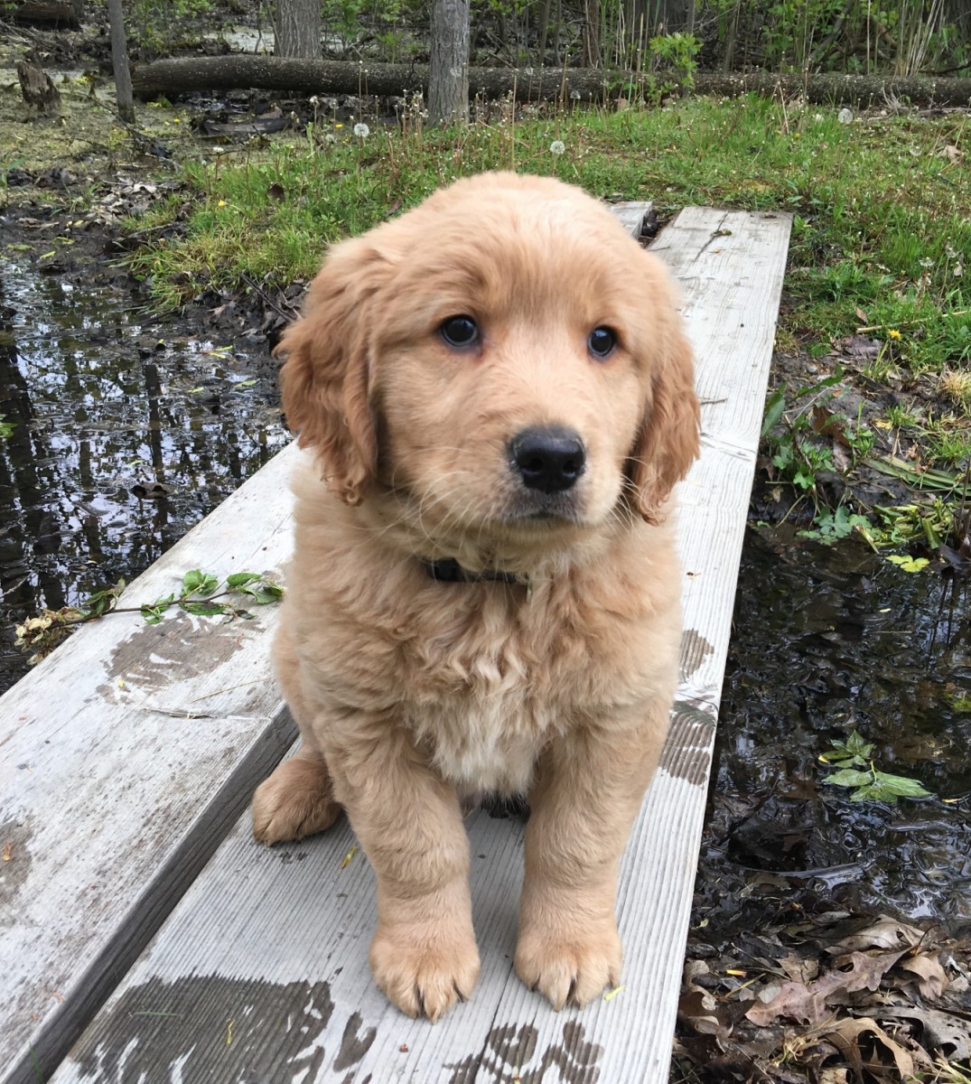 Golden Retriever Puppies For Sale | Chesterfield Township ...
