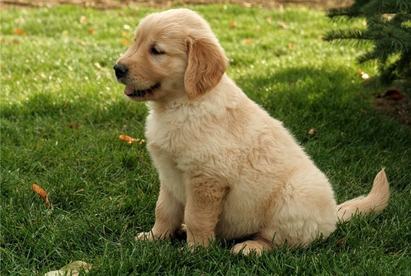 Golden Retriever Puppies For Sale | Ashburn, VA #241252