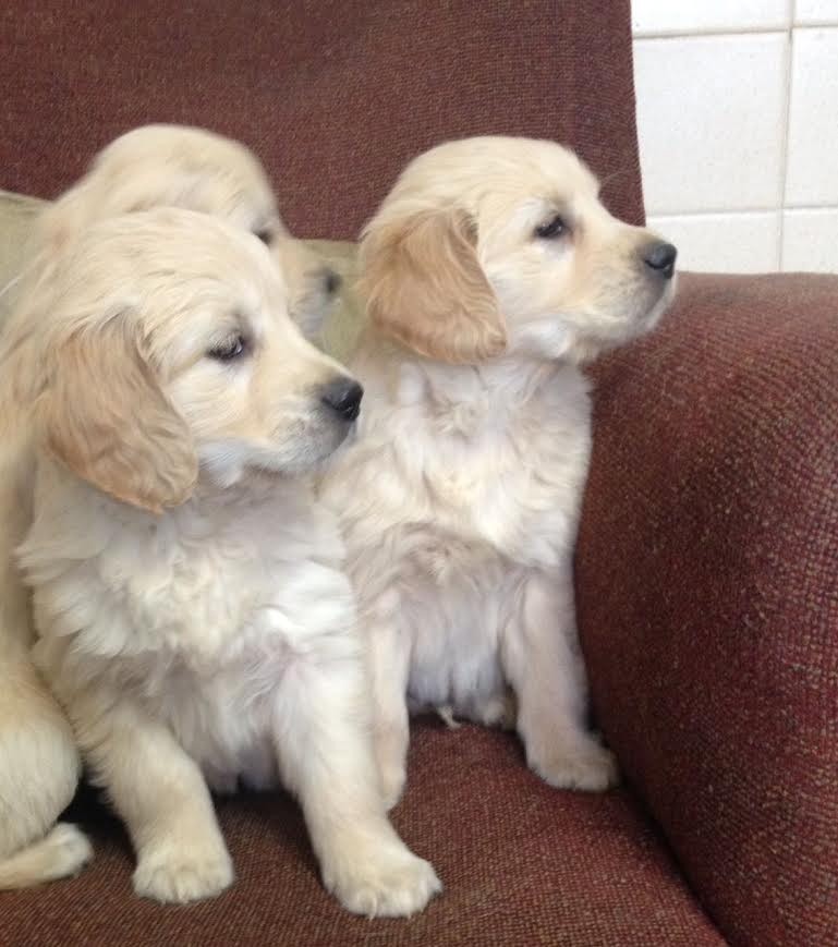 Golden Retriever Puppies Houston For Sale