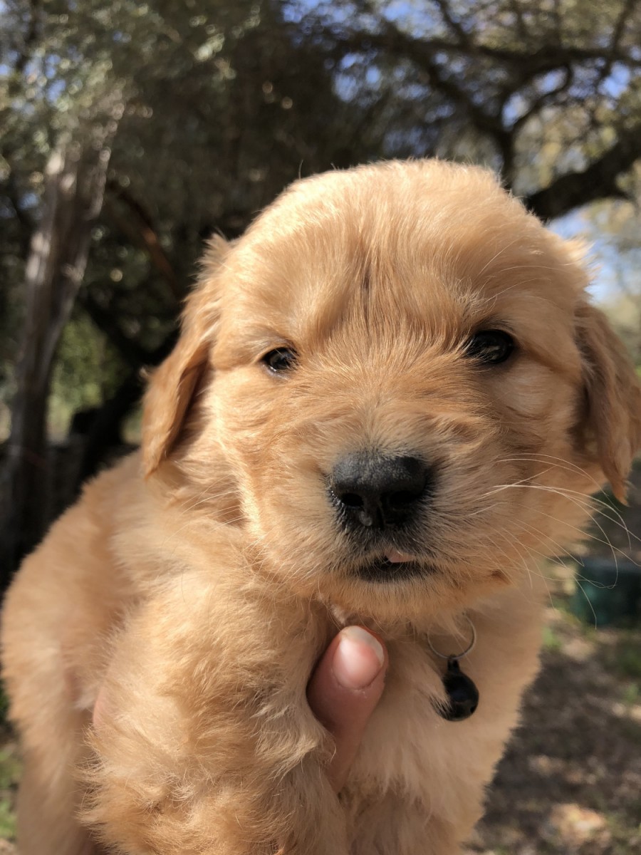 Golden Retriever Puppies For Sale | Waco, TX #273561