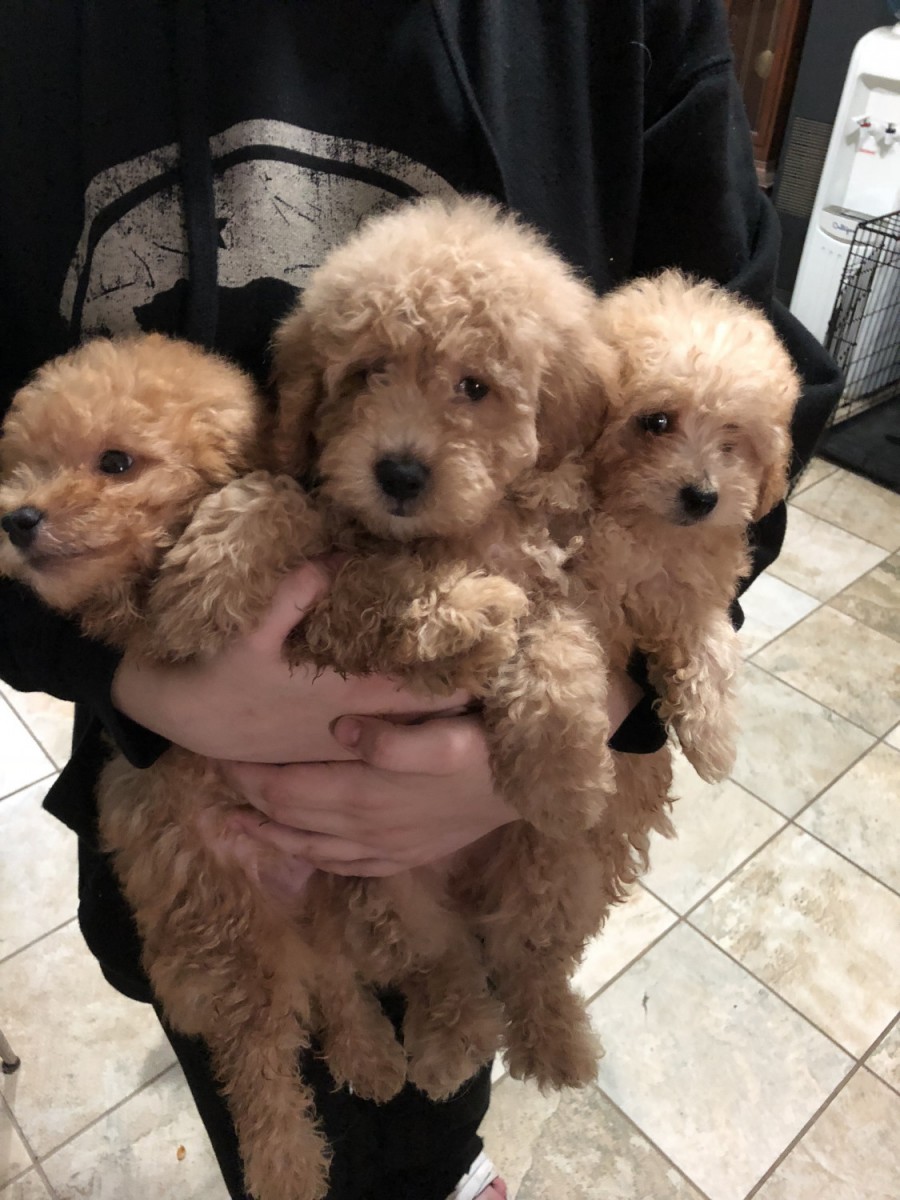 Goldendoodle Puppies For Sale | Livonia, MI #281181