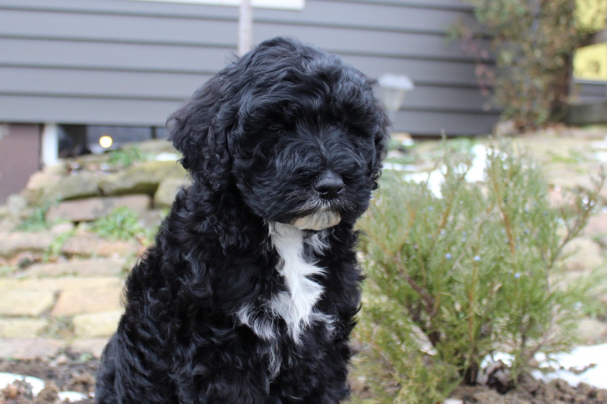 Goldendoodle Puppies For Sale | Millersburg, OH #287024
