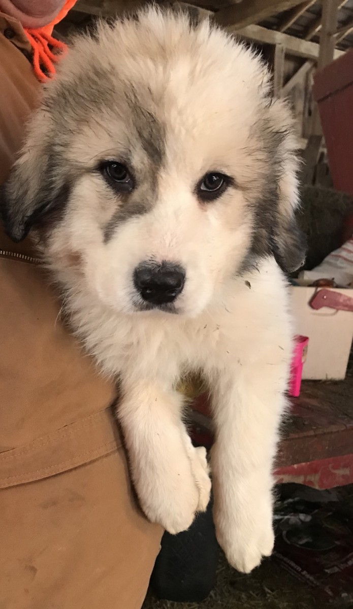 Great Pyrenees Puppies For Sale | Minerva, OH #263434
