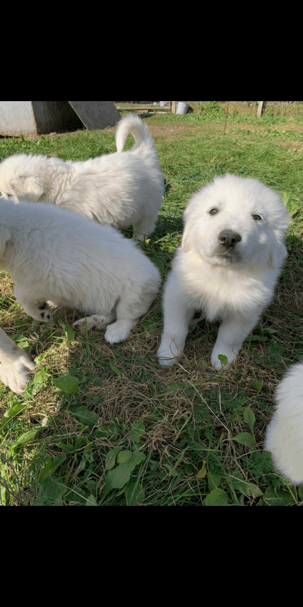 Great Pyrenees For Sale in Michigan (7)  Petzlover