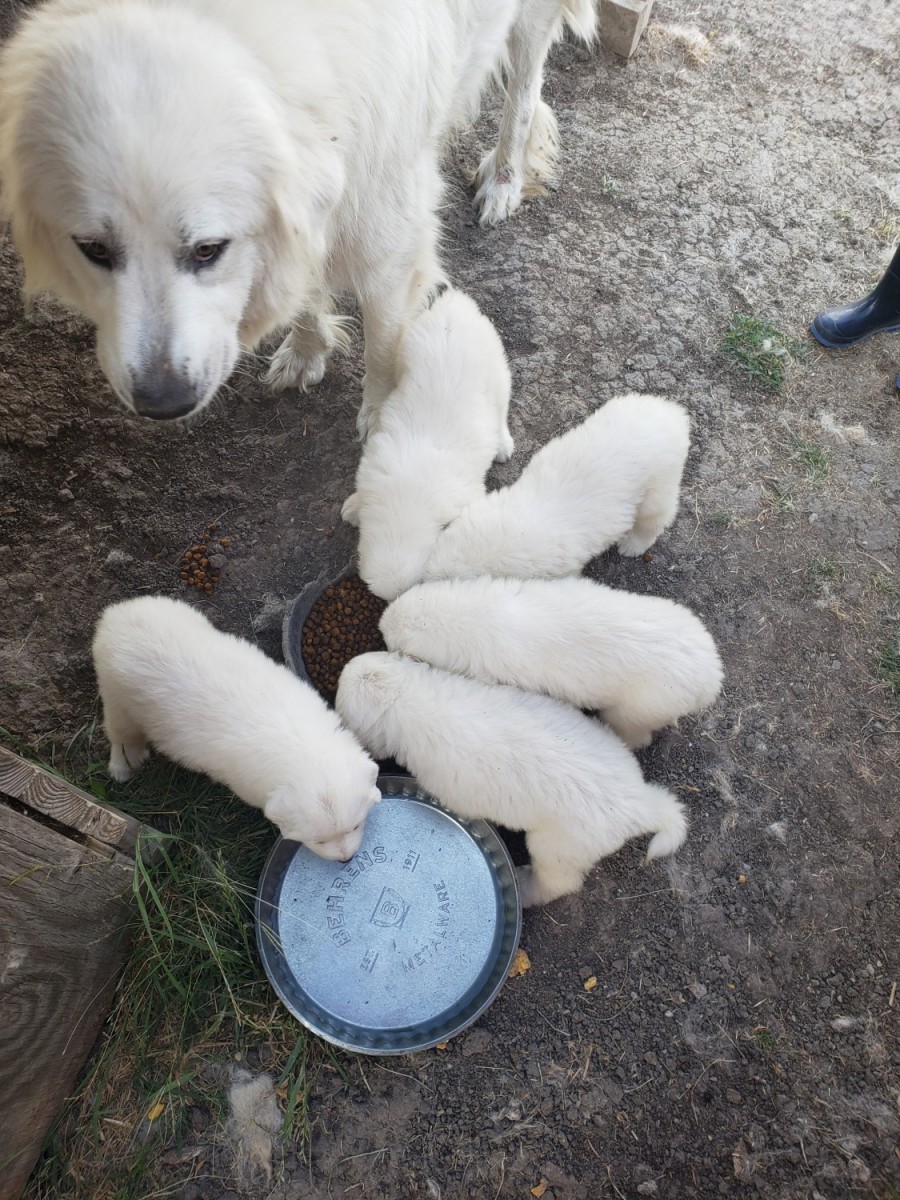Great Pyrenees Puppies For Sale | Terrell, TX #331875