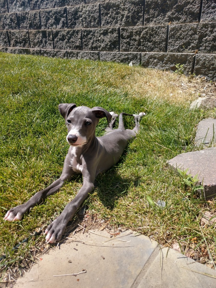 Italian Greyhound Puppies For Sale | Casper, WY #334977