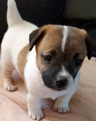 Jack Russell Terrier Puppies For Sale Abbeville Al 153215