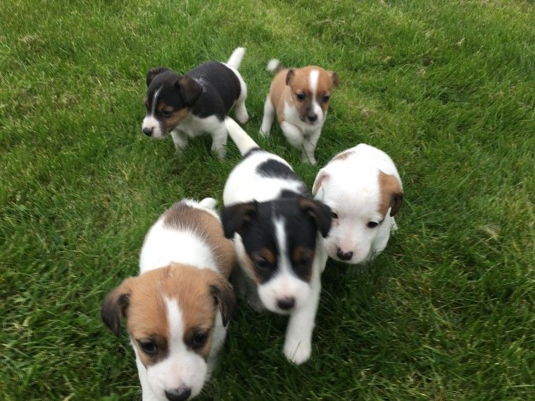 Jack Russell Terrier Puppies For Sale | Detroit, MI #191395