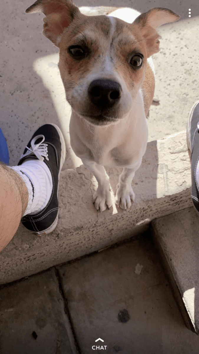 Jack Russell Terrier For Sale in Arizona (24) | Petzlover