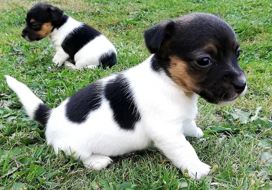 Jack Russell Terrier Puppies For Sale | New Orleans, LA ...